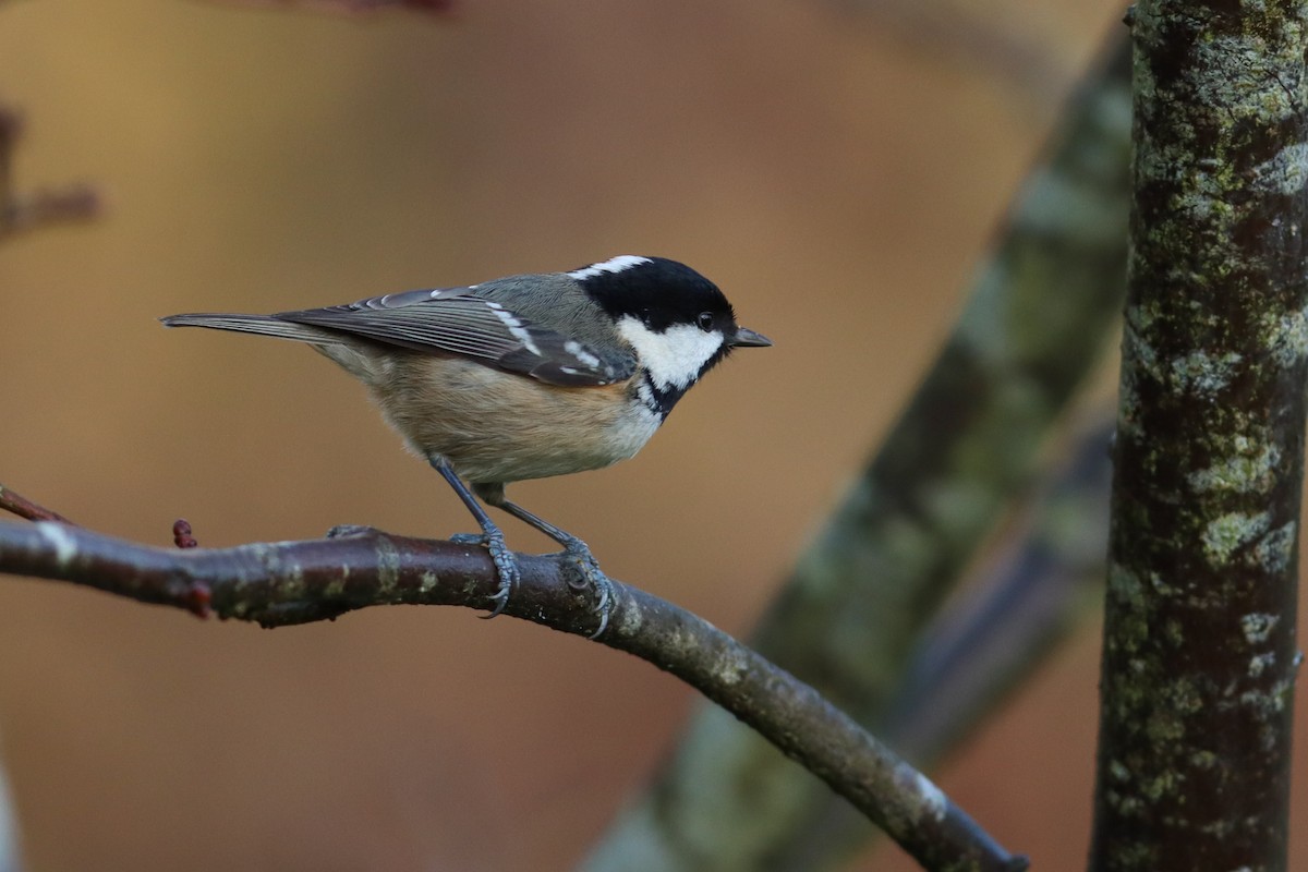 Coal Tit - ML621949477