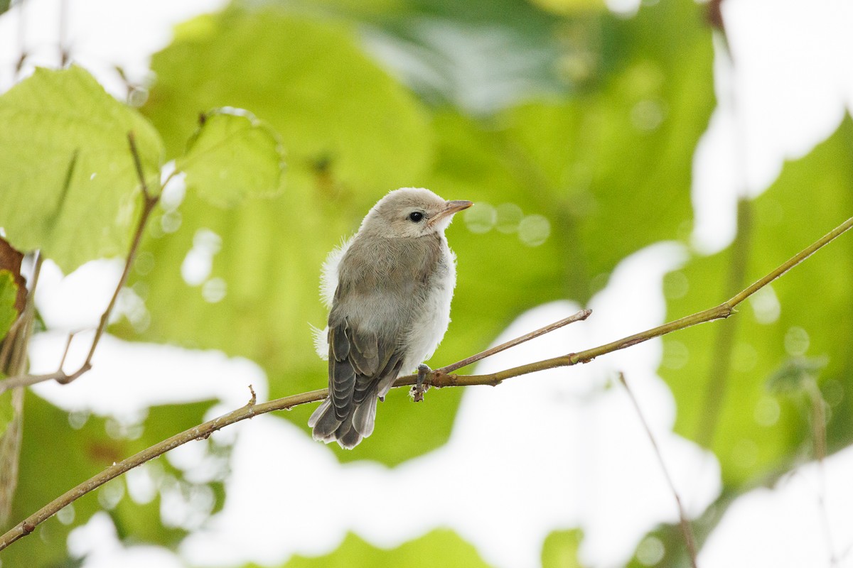 Eastern Warbling Vireo - Leena McCluney