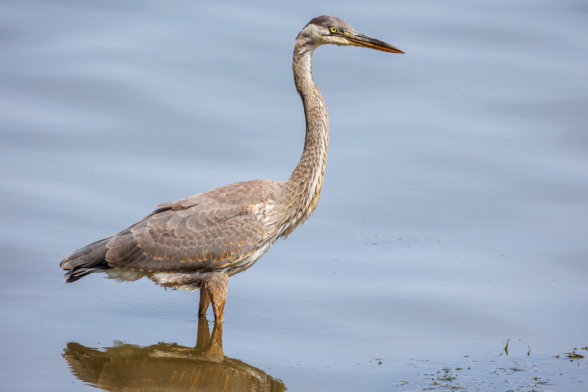Great Blue Heron - Leena McCluney