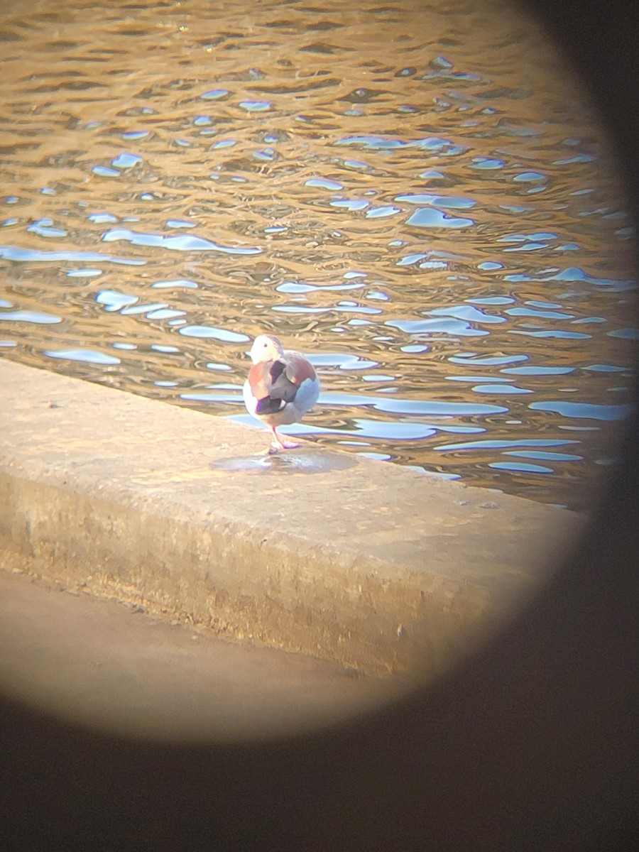 Ringed Teal - ML621949577