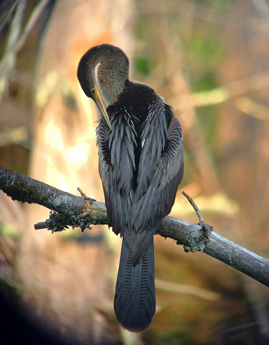 Anhinga - ML621949581