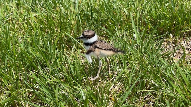 Killdeer - ML621949603