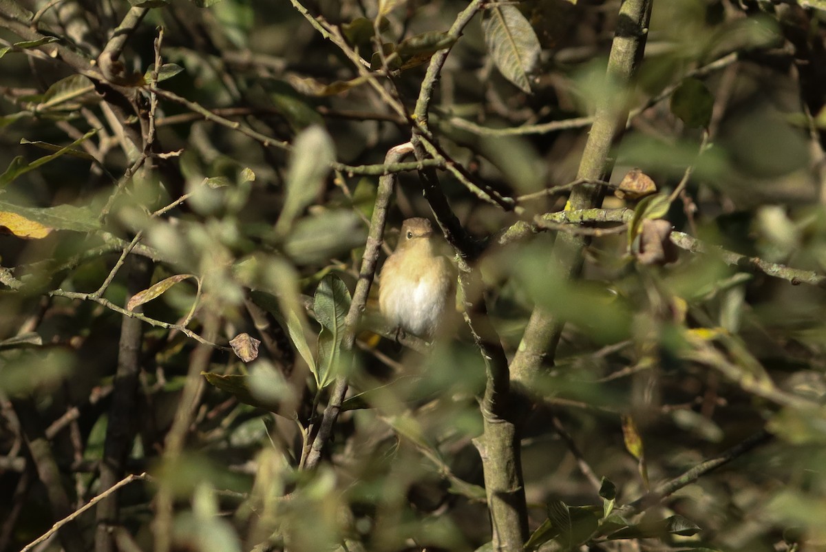 Red-breasted Flycatcher - ML621949614