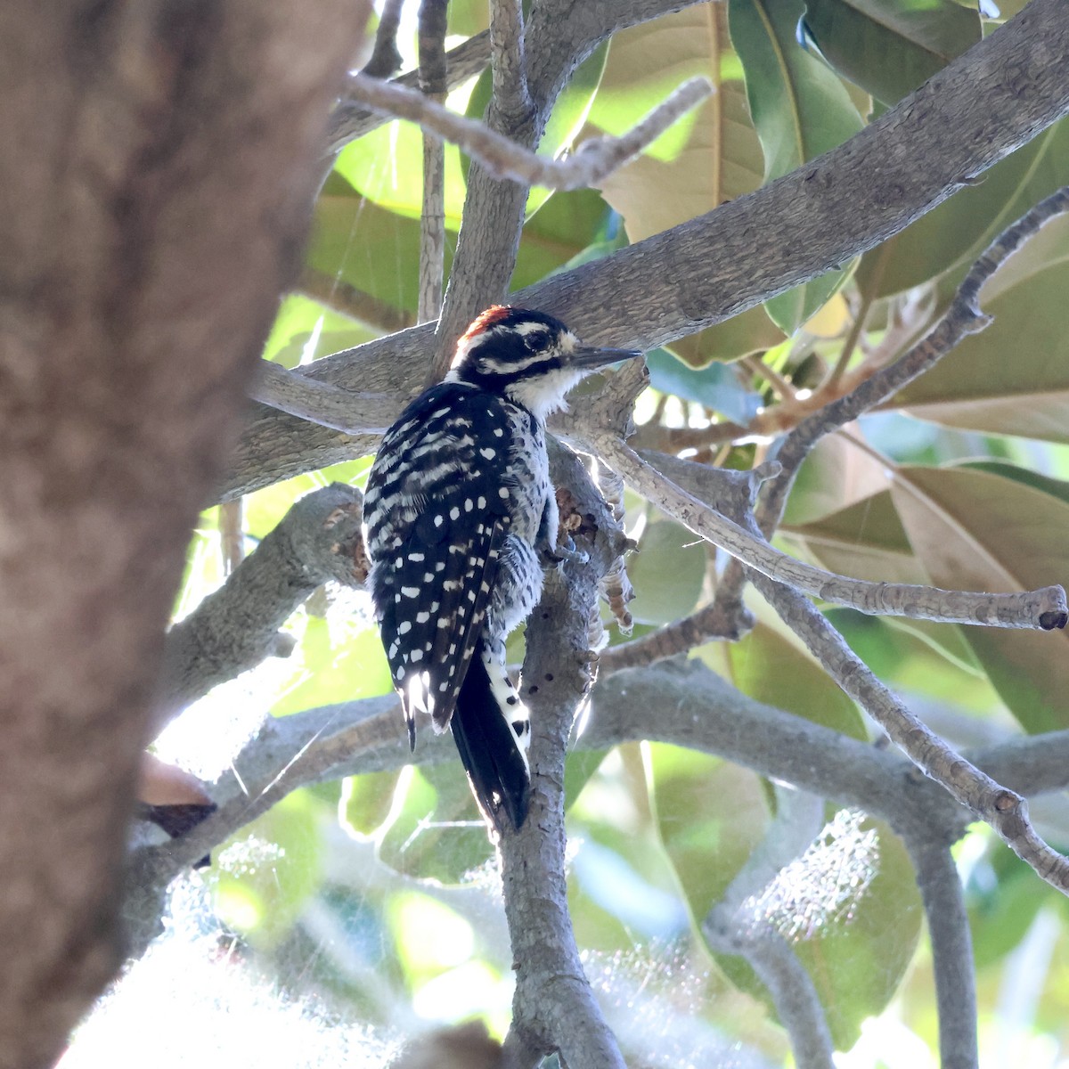 Nuttall's Woodpecker - Charlotte M