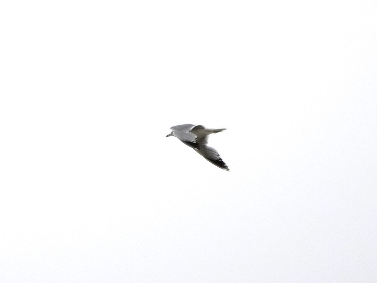 Ring-billed Gull - ML621949652