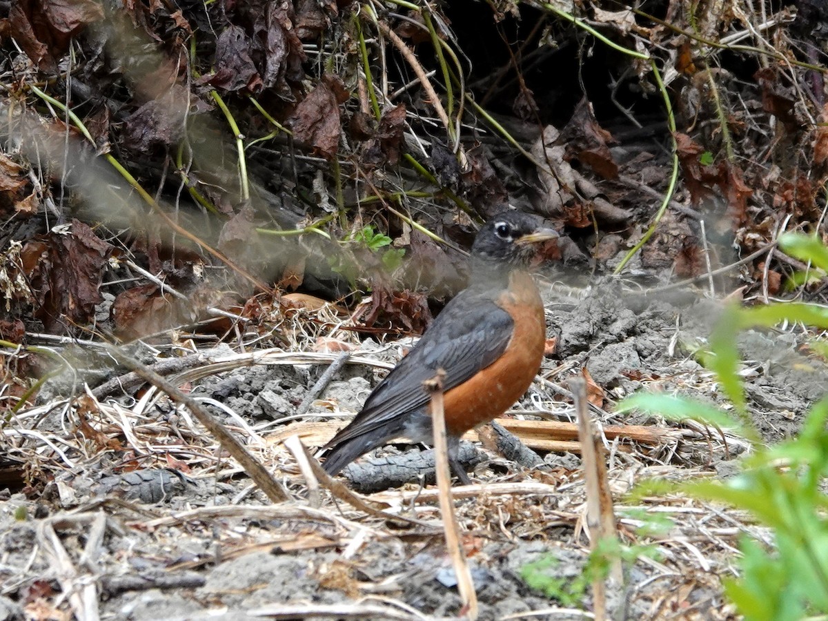 American Robin - ML621949664