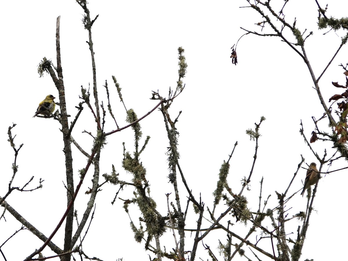 American Goldfinch - ML621949669