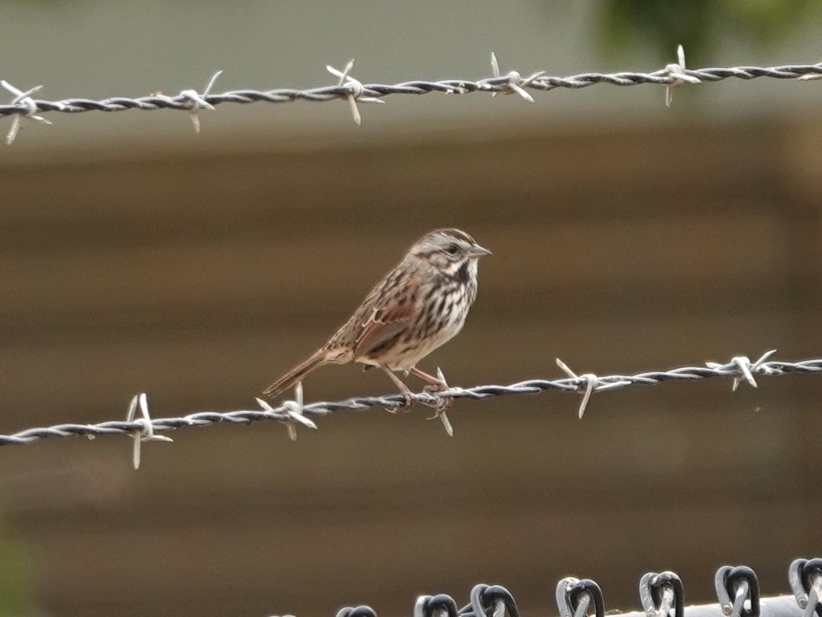 Song Sparrow - ML621949674