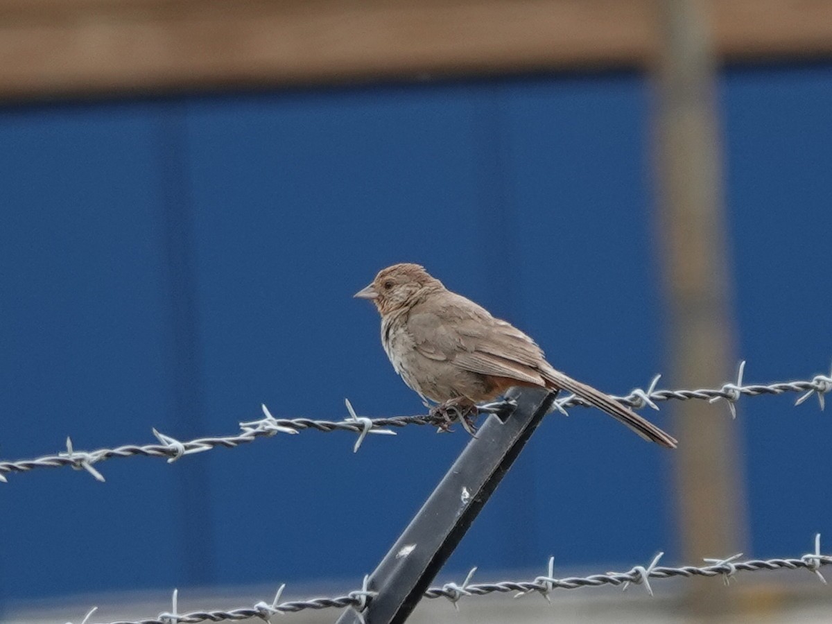 California Towhee - ML621949685