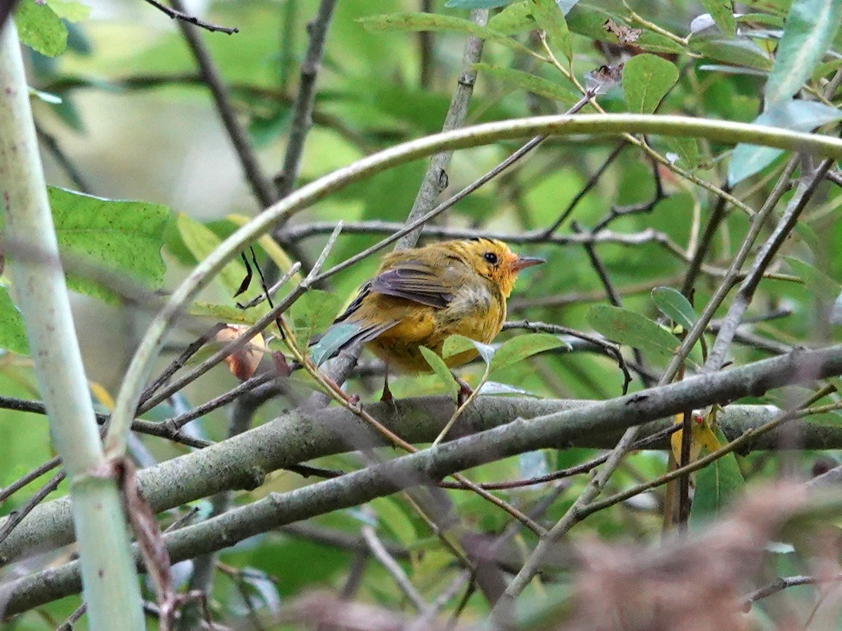 Wilson's Warbler - ML621949689