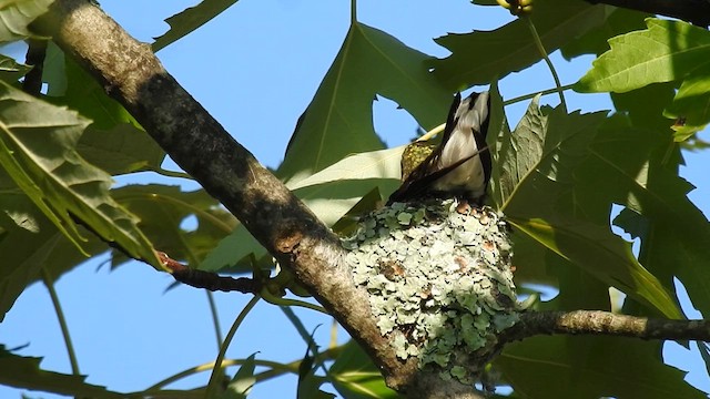 Ruby-throated Hummingbird - ML621949690