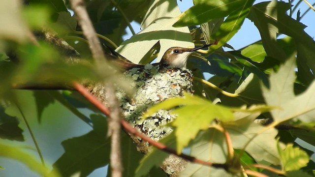 Ruby-throated Hummingbird - ML621949691