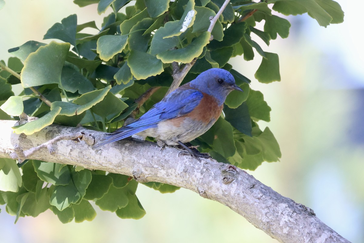 Western Bluebird - ML621949702