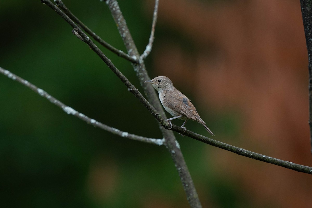 House Wren - ML621949784