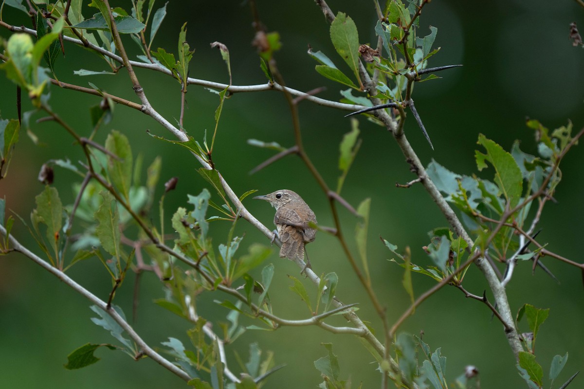 House Wren - ML621949785