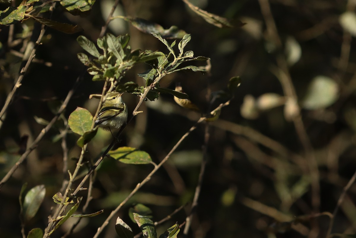 Yellow-browed Warbler - ML621949883