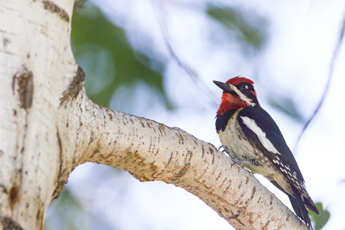 Red-naped x Red-breasted Sapsucker (hybrid) - ML621949924