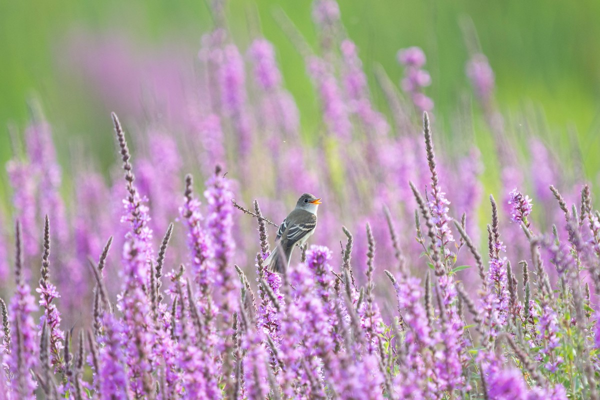 Willow Flycatcher - ML621949934