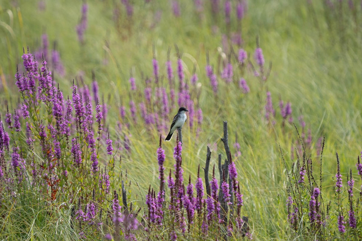 Eastern Kingbird - ML621949966