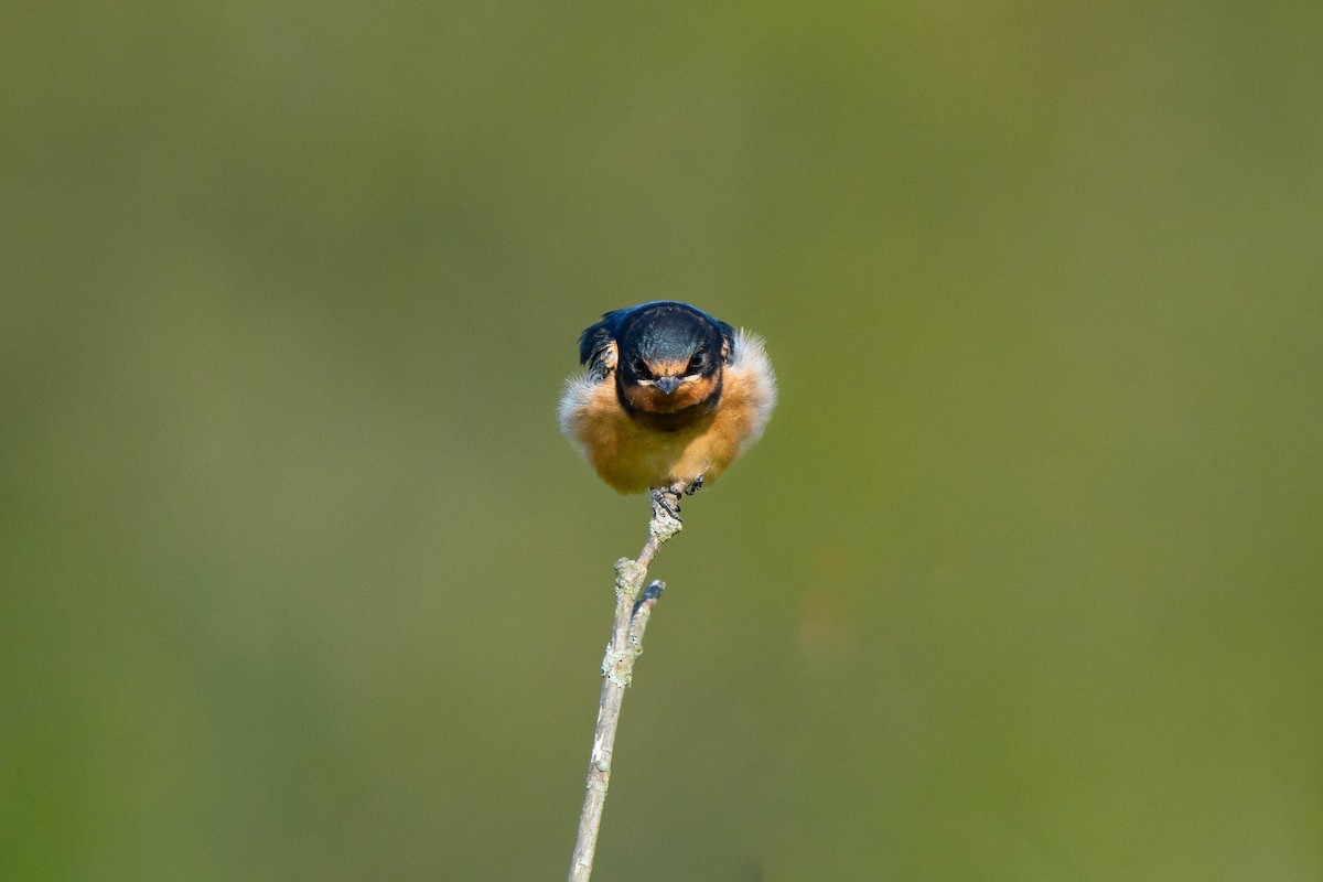 Barn Swallow - ML621949983