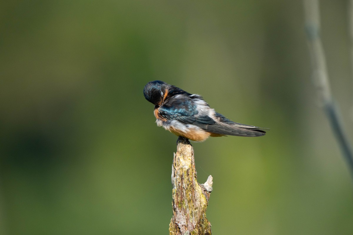 Barn Swallow - ML621949984