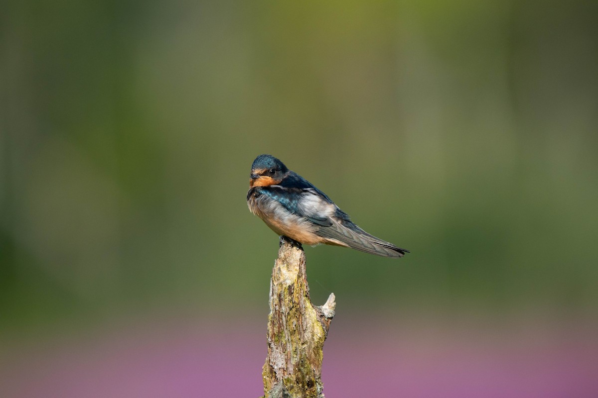 Barn Swallow - ML621949985