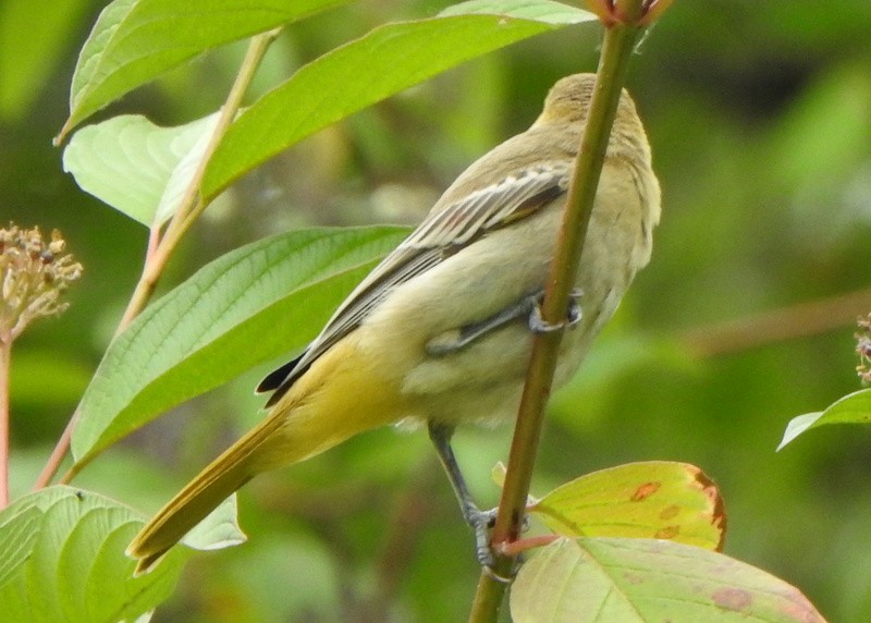 Bullock's Oriole - ML621949997