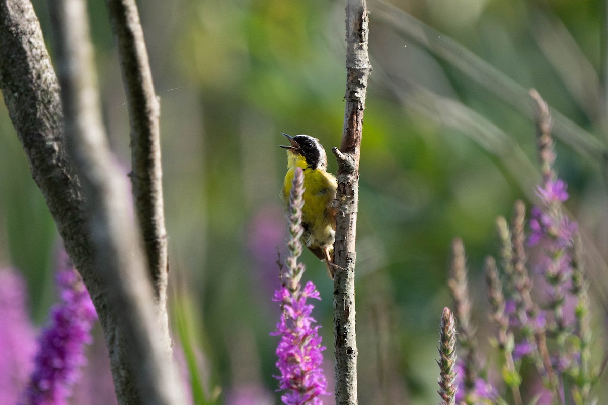 Common Yellowthroat - ML621950006