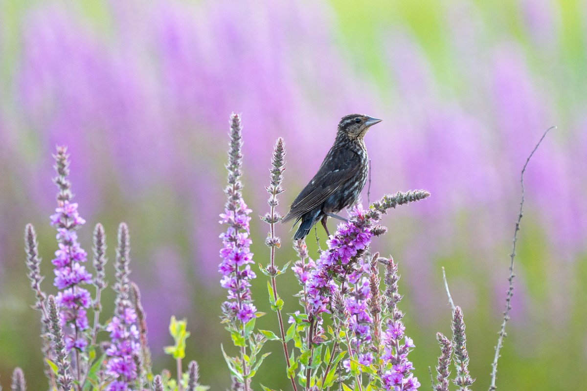 Red-winged Blackbird - ML621950015