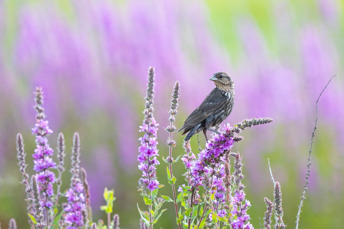 Red-winged Blackbird - ML621950016