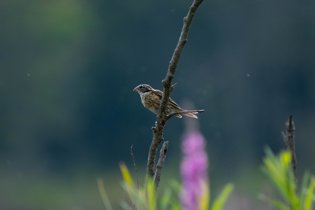 Rose-breasted Grosbeak - ML621950034