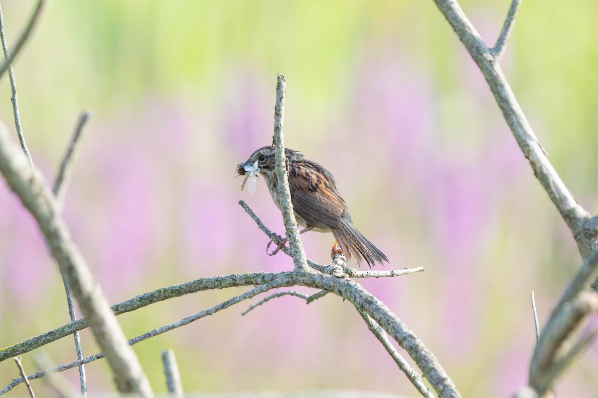 Swamp Sparrow - ML621950048