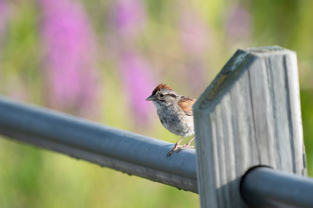 Swamp Sparrow - ML621950049