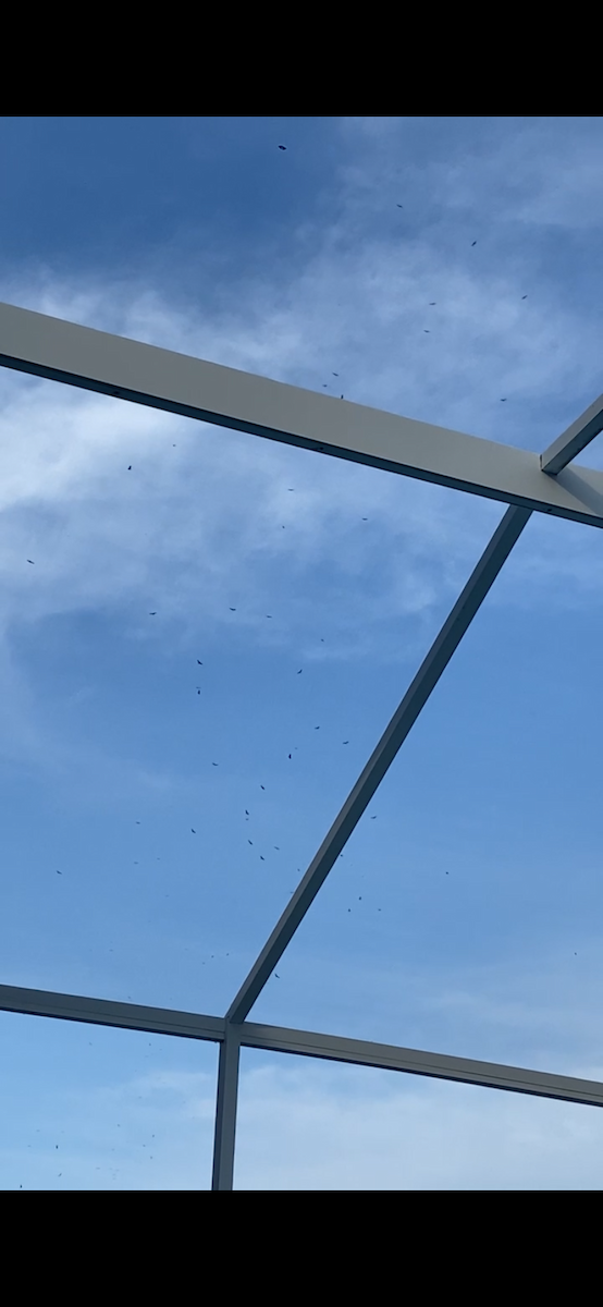 Black Vulture - ML621950050