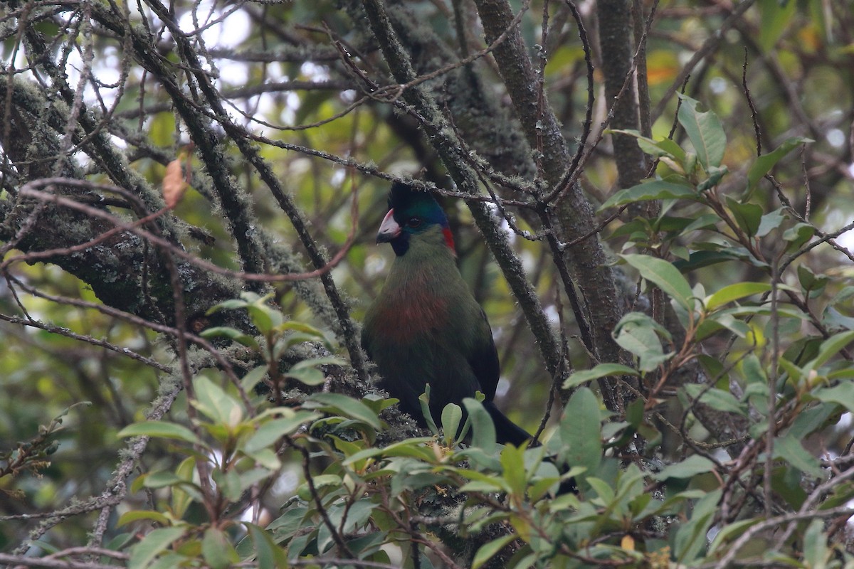 Rwenzori Turaco - ML621950054