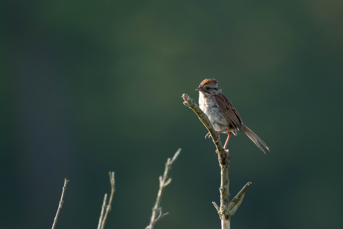 Swamp Sparrow - ML621950057