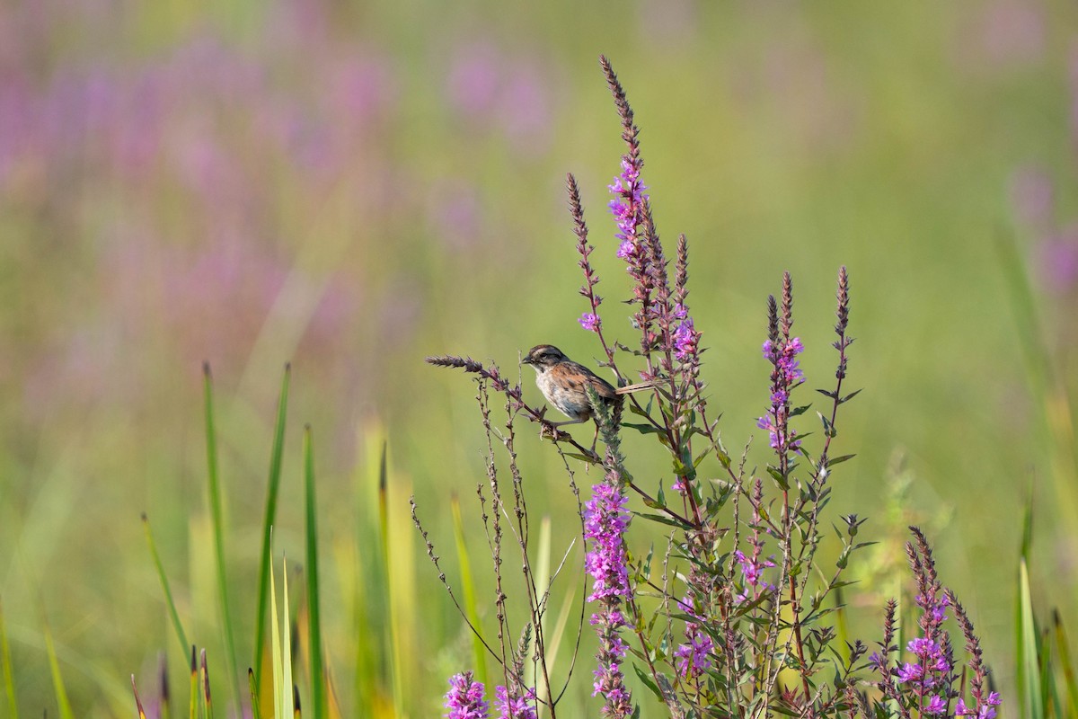 Swamp Sparrow - ML621950058