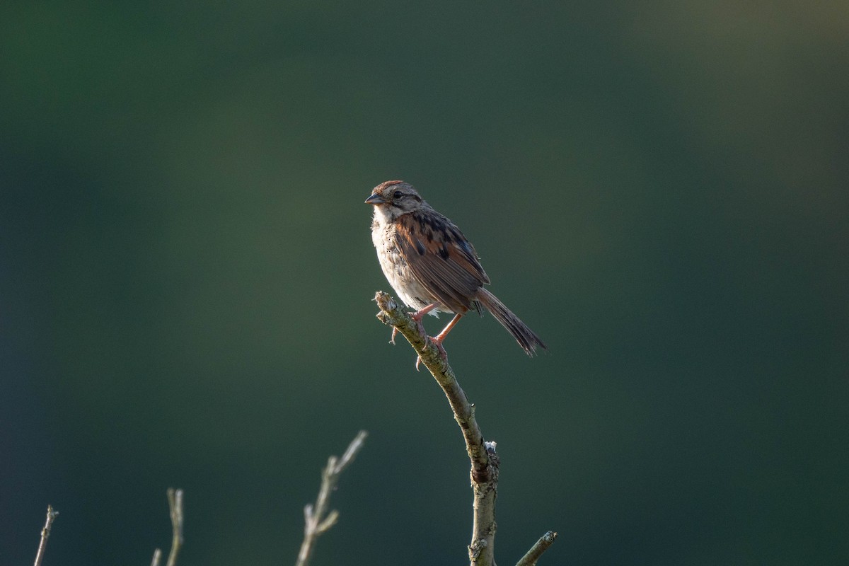 Swamp Sparrow - ML621950059