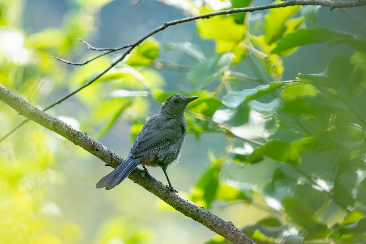 Gray Catbird - ML621950074