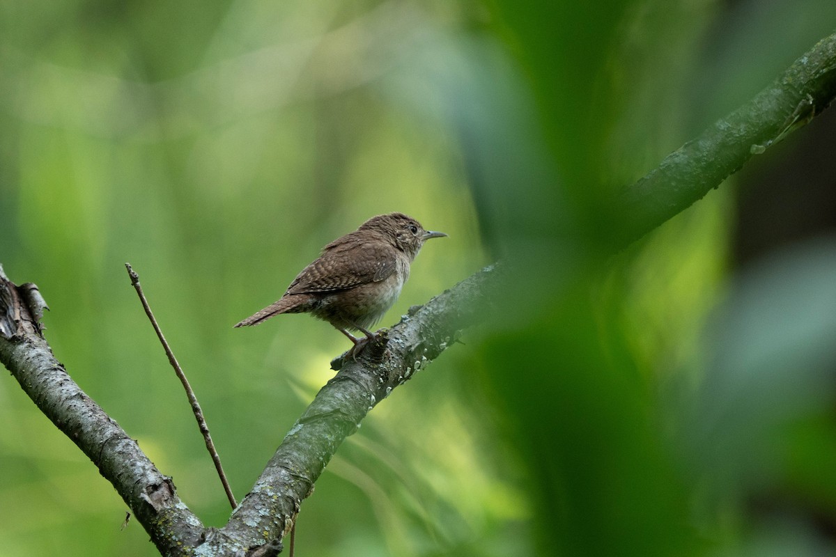 House Wren - ML621950091