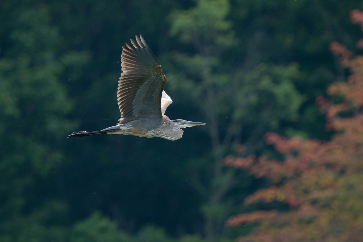 Great Blue Heron - ML621950105