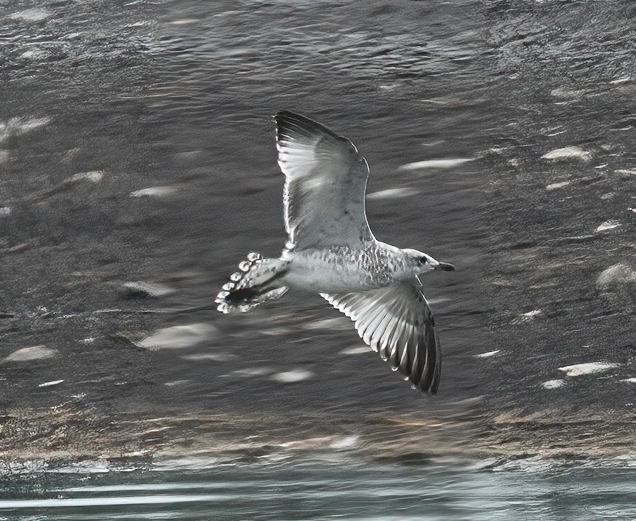 Ring-billed Gull - ML621950225