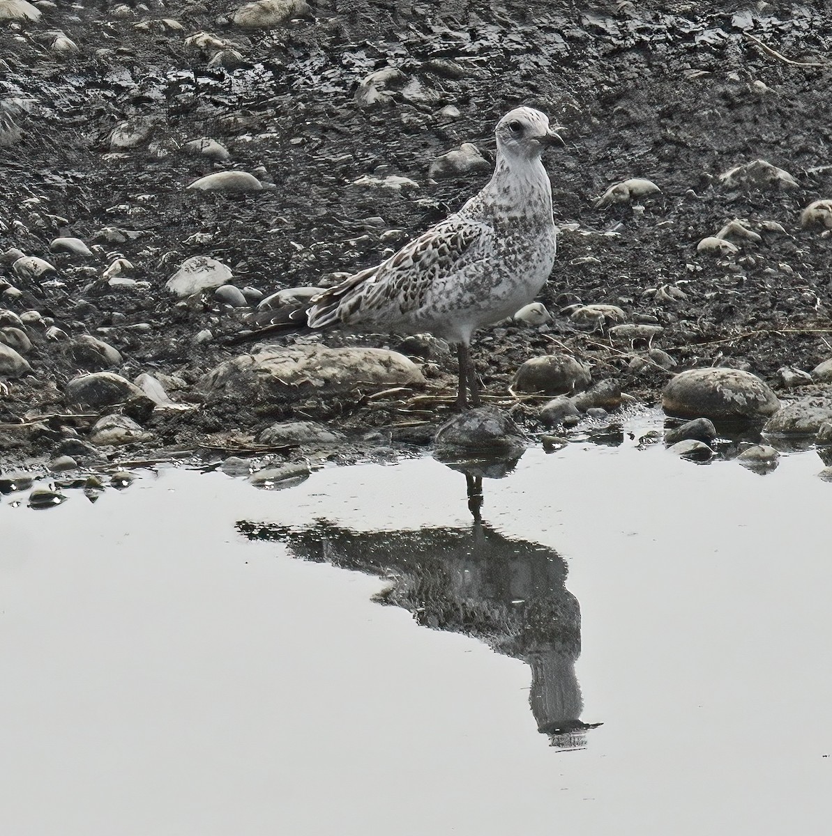 Ring-billed Gull - ML621950226