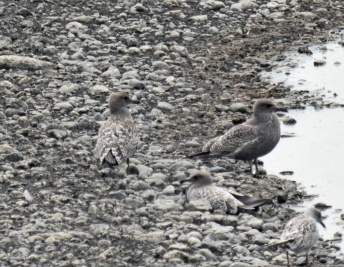 California Gull - ML621950236