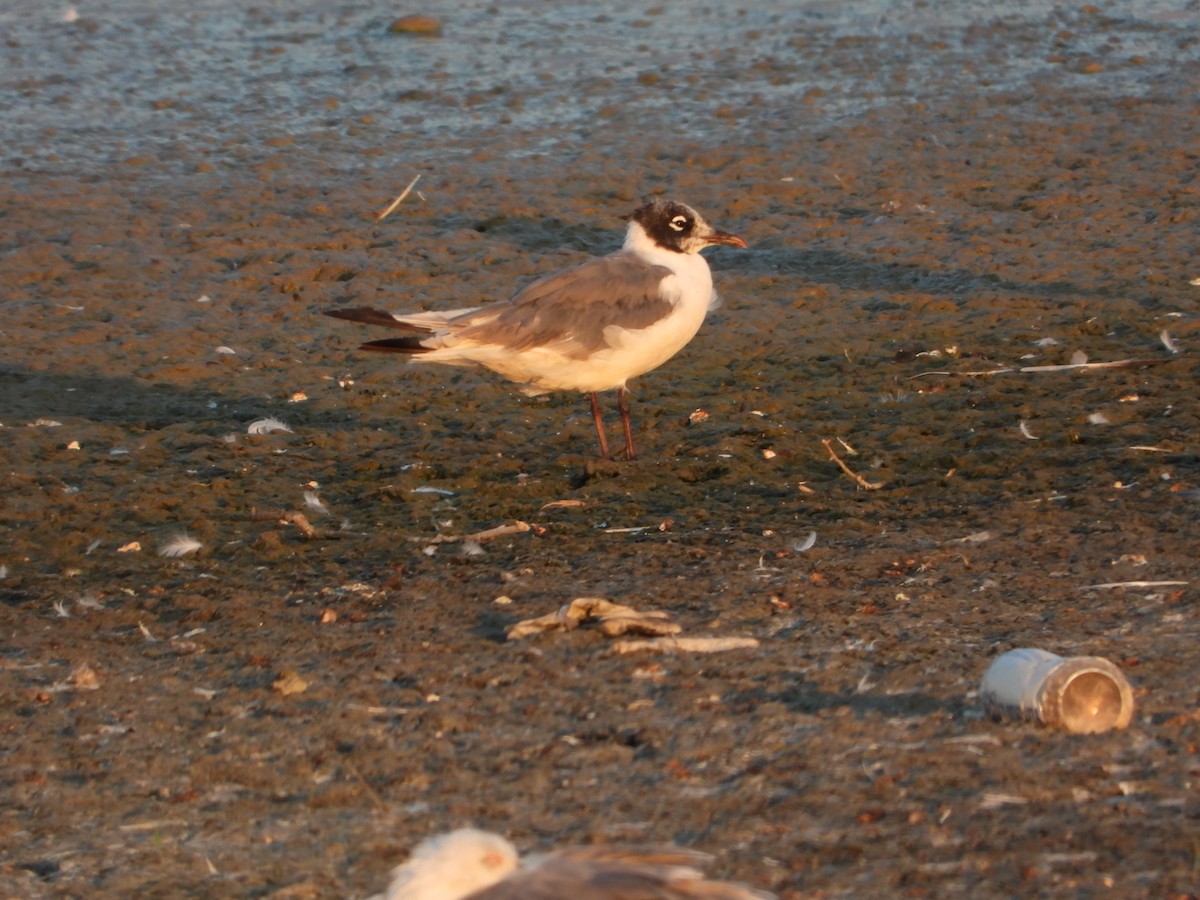 Franklin's Gull - ML621950254