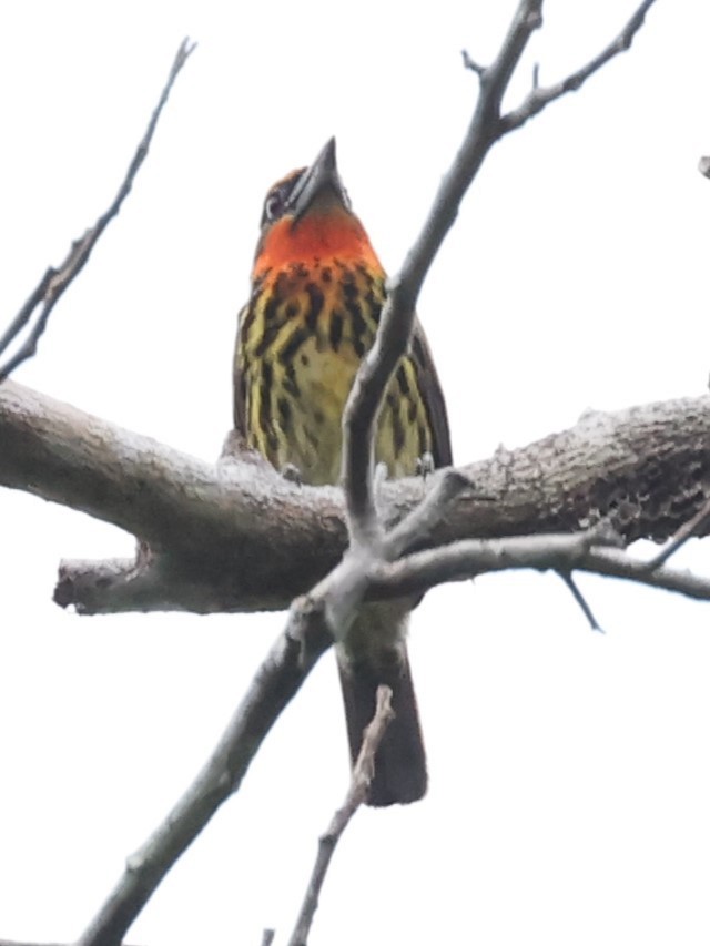 Gilded Barbet - ML621950283