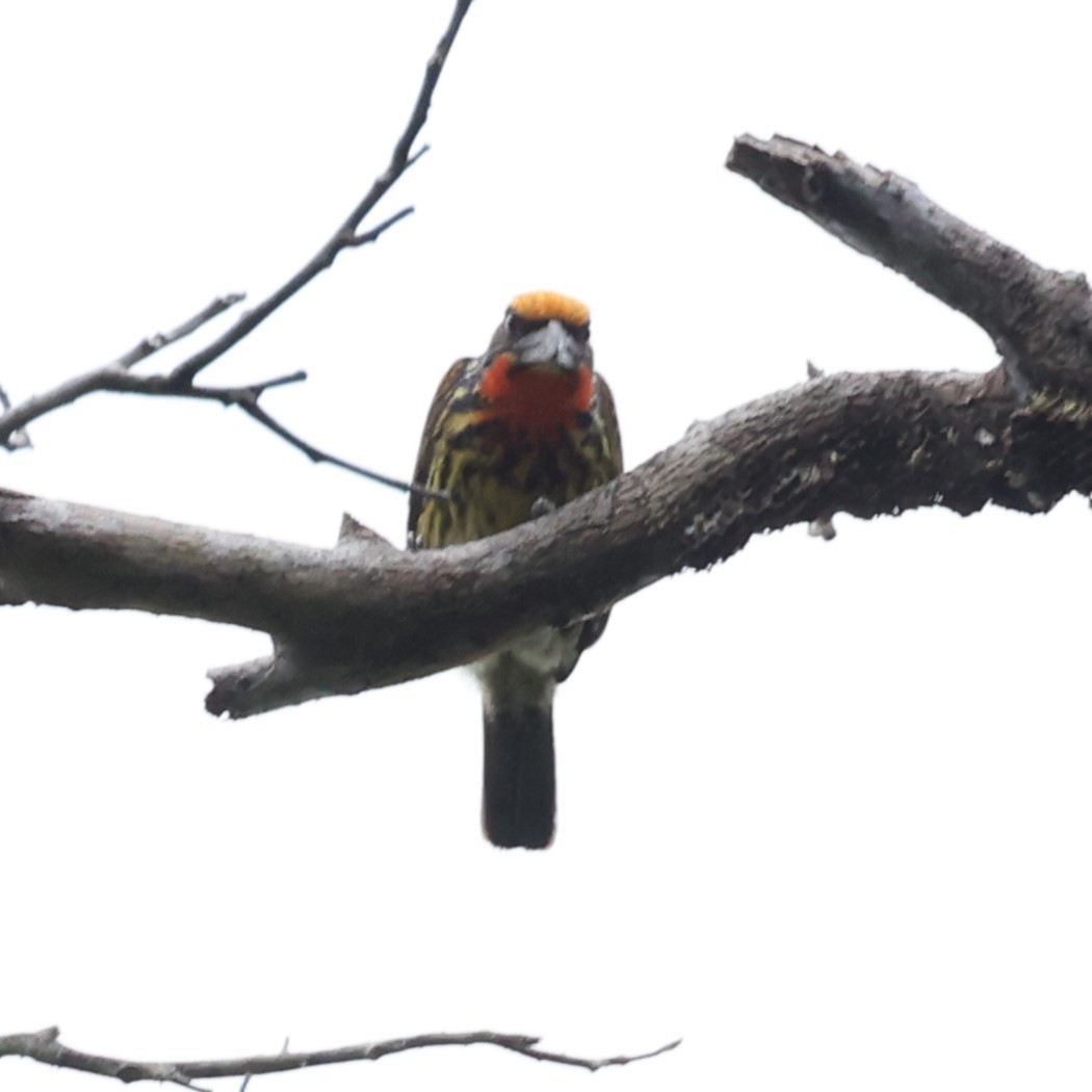 Gilded Barbet - ML621950292
