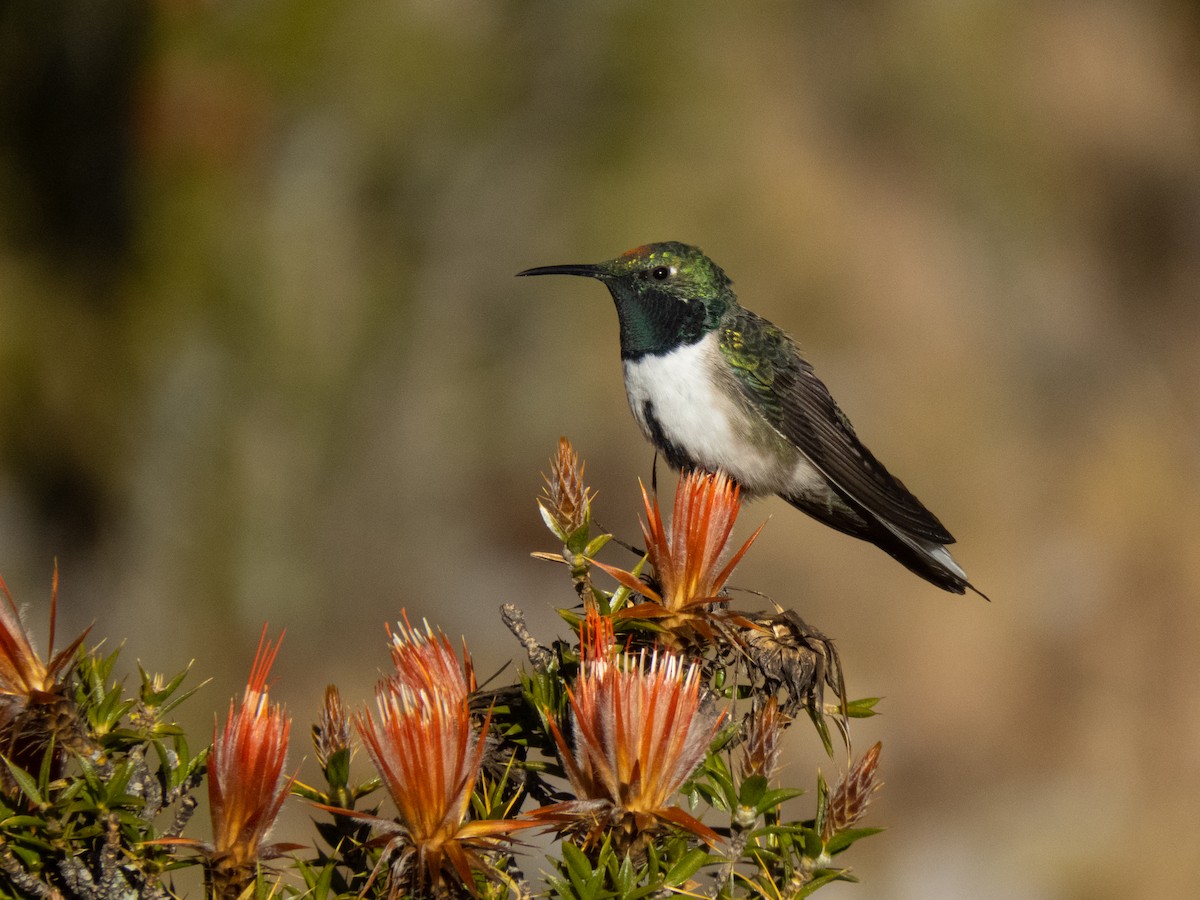 Green-headed Hillstar - ML621950583