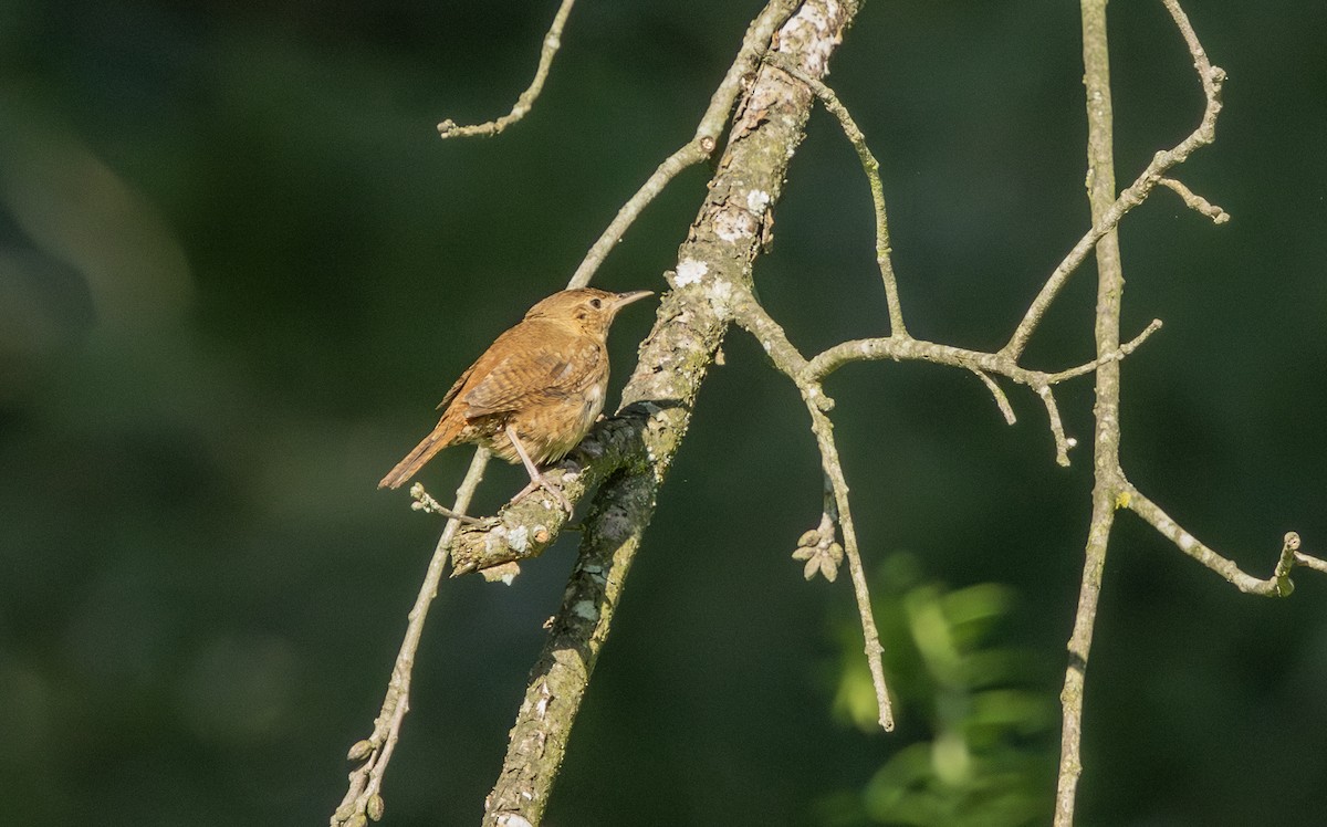 House Wren - Liz Pettit