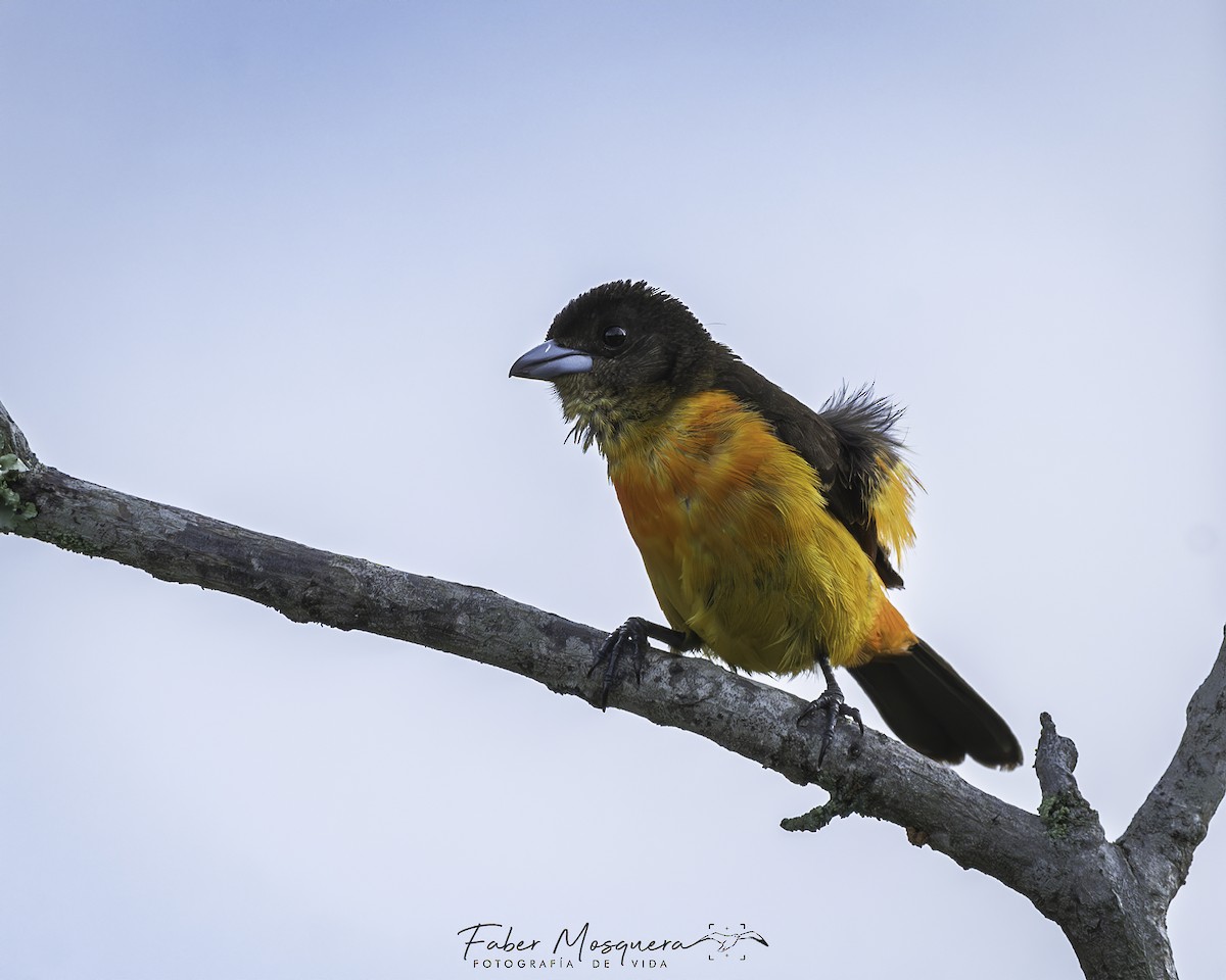 Flame-rumped Tanager - ML621950663